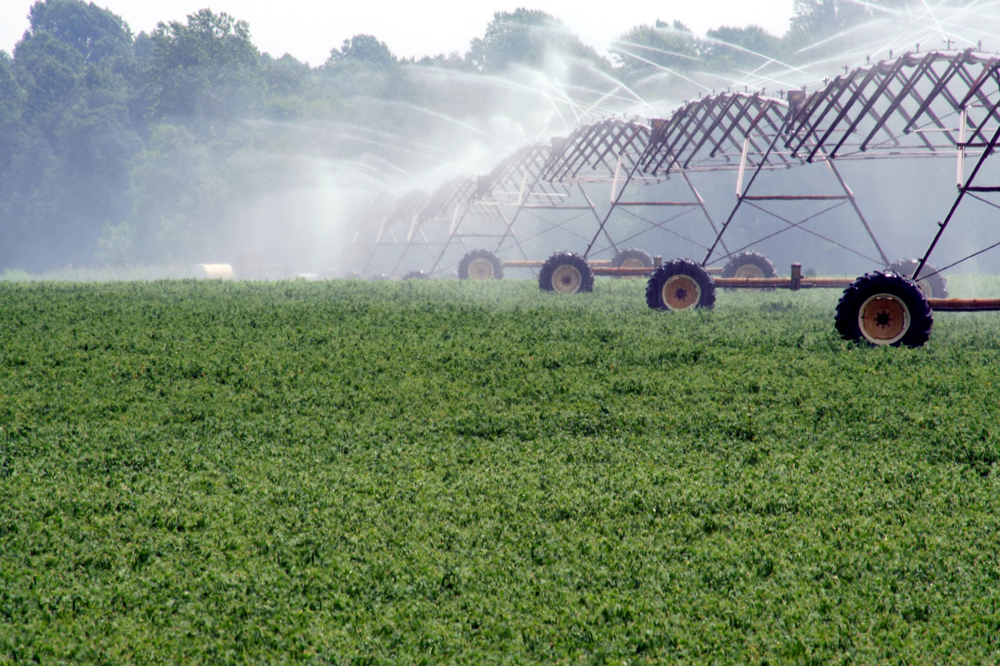 irrigation of a soybean field